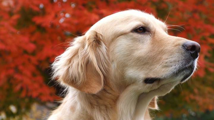 A Very Cute Pic Of A Labrador